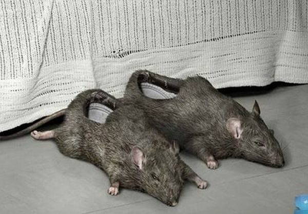 Strangest Pair of Shoes